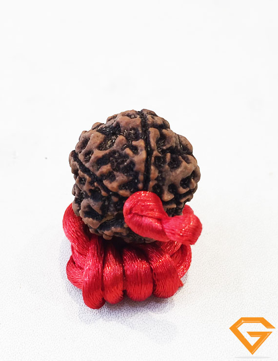 5 Mukhi Natural Certified Rudraksha Pendant Size- 23 mm